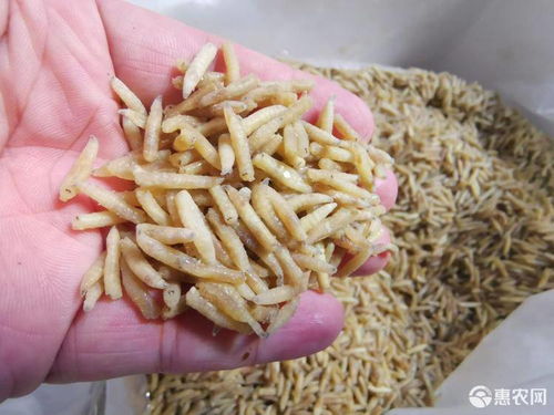 水产养殖饲料 黑水虻虫干全年供应每天两吨产能蝇蛆干价格6.5元 斤 惠农网